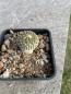 Preview: Encephalocarpus strobiliformis